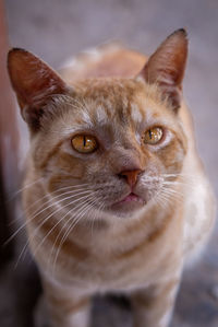 Close-up portrait of cat