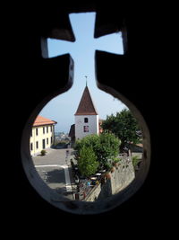 Plants growing on tree trunk