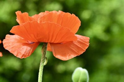 Close-up of orange poppy