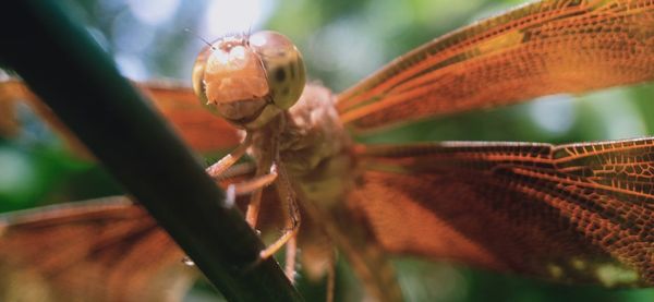 Close-up of insect on leaf