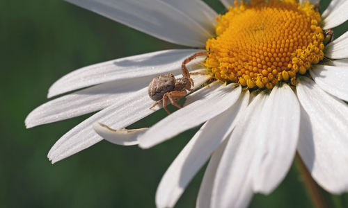 Close-up of insect on flower