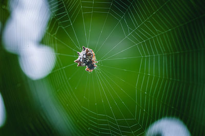 Spider on the web with green background.