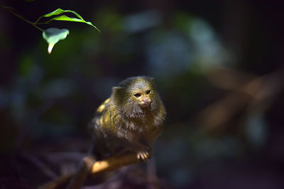 Close-up of a bird