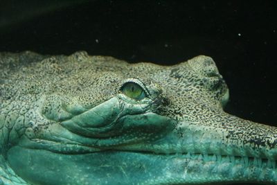 Close-up of turtle in sea