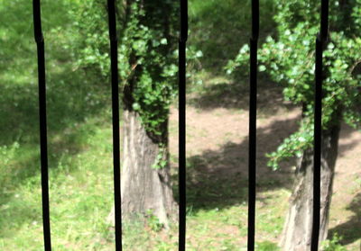 Full frame shot of trees in forest