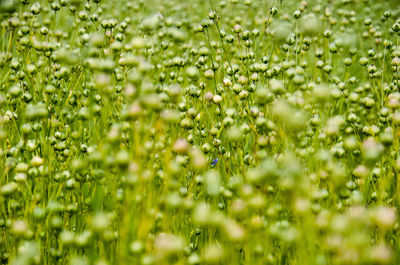 Selective focus image of a field of flax in early summer in the noordwaard region in the netherlands