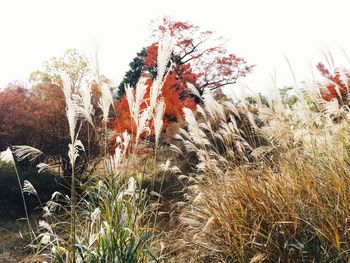 Close-up of fresh flower plants on field against clear sky