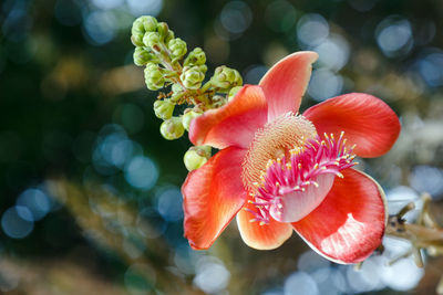 Close-up of red flower outdoors