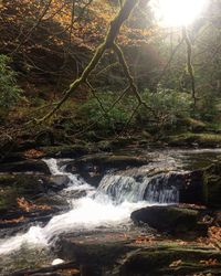 Scenic view of waterfall in forest