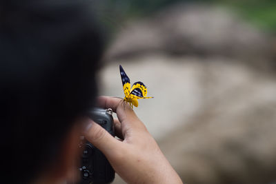 Close-up of butterfly on hand