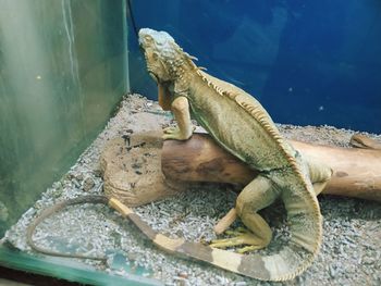 View of lizard on glass at sea shore