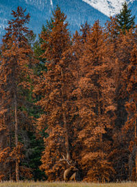 View of pine trees in forest during autumn