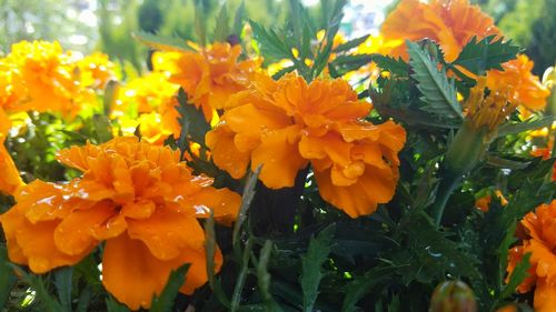 Close-up of orange flowers