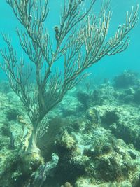 Close-up of coral in sea