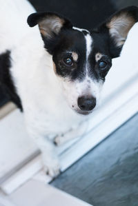 High angle portrait of dog