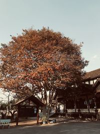 Low angle view of tree against sky during autumn