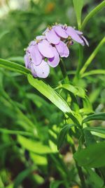 Close-up of flower blooming outdoors