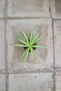 High angle view of potted plant against wall