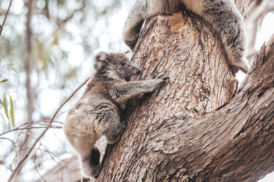 Low angle view of cat on tree trunk