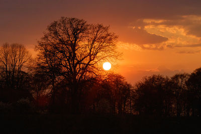 Silhouette trees against sky during sunset