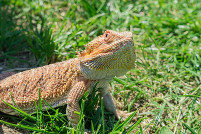 Closeup of a bearded dragon  on green grass. exotic domestic pet.