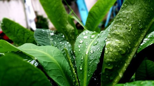 Close-up of fresh wet plant