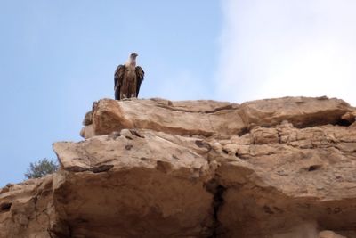 Low angle view of owl perching on rock against sky