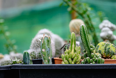 Close-up of cactus growing on potted plant