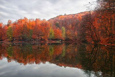 Reflection of trees on lake during autumn