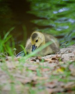 Close-up of a bird on field