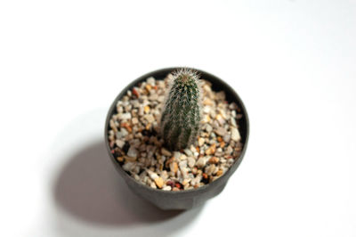 High angle view of potted plant against white background