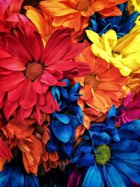 Full frame shot of colorful flowers