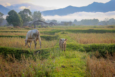 Horses in a field