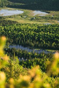 Scenic view of lake with trees reflection