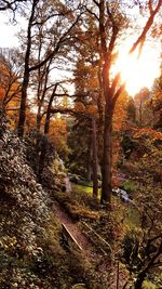 Trees in forest during autumn