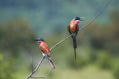 Close-up of bird perching on twig