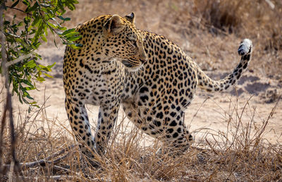 Leopard standing on field