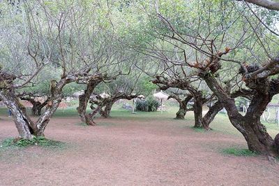 Trees in forest