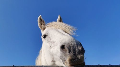 Low angle portrait of horse against clear blue sky