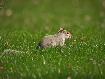 Squirrel on a field