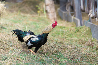 View of a bird on field