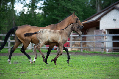 Horses in a field