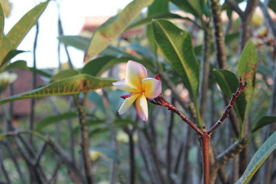 Close-up of frangipani on plant