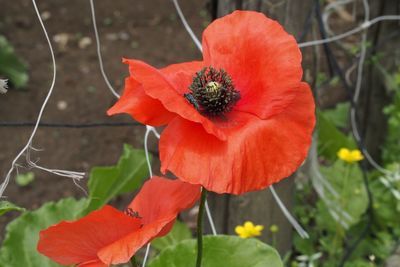 Close-up of red poppy flower