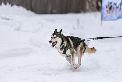 Dog running on snow covered land