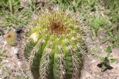 Close-up of plant growing on field