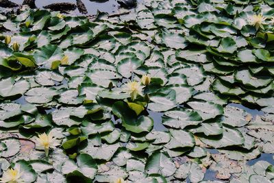 Full frame shot of leaves floating on water