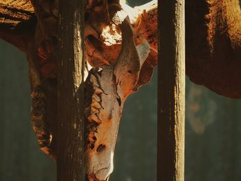 Close-up of tree trunk