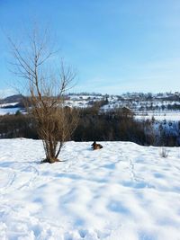 Bare trees on snow covered field against sky