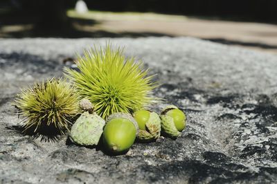 Close-up of fruit on rock